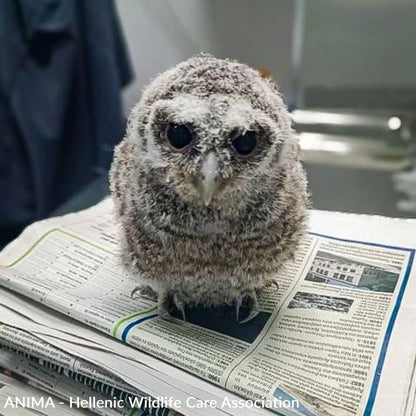 Baby Owls Need Help Spreading Their Wings