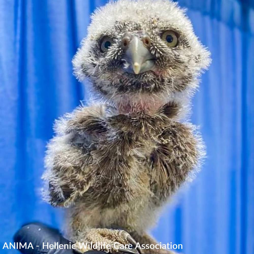 Baby Owls Need Help Spreading Their Wings