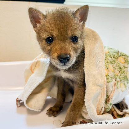 Help Provide Lifesaving Care to Orphaned and Injured Baby Wildlife