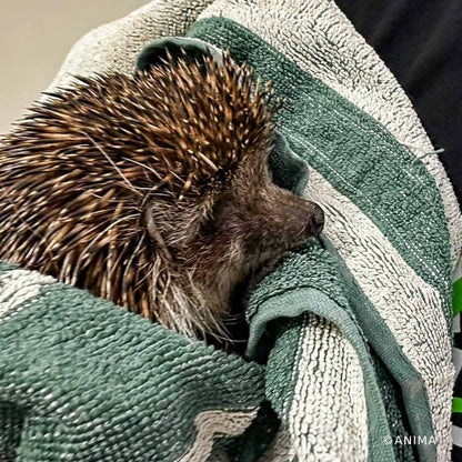 Help Provide Lifesaving Care to Orphaned and Injured Baby Wildlife