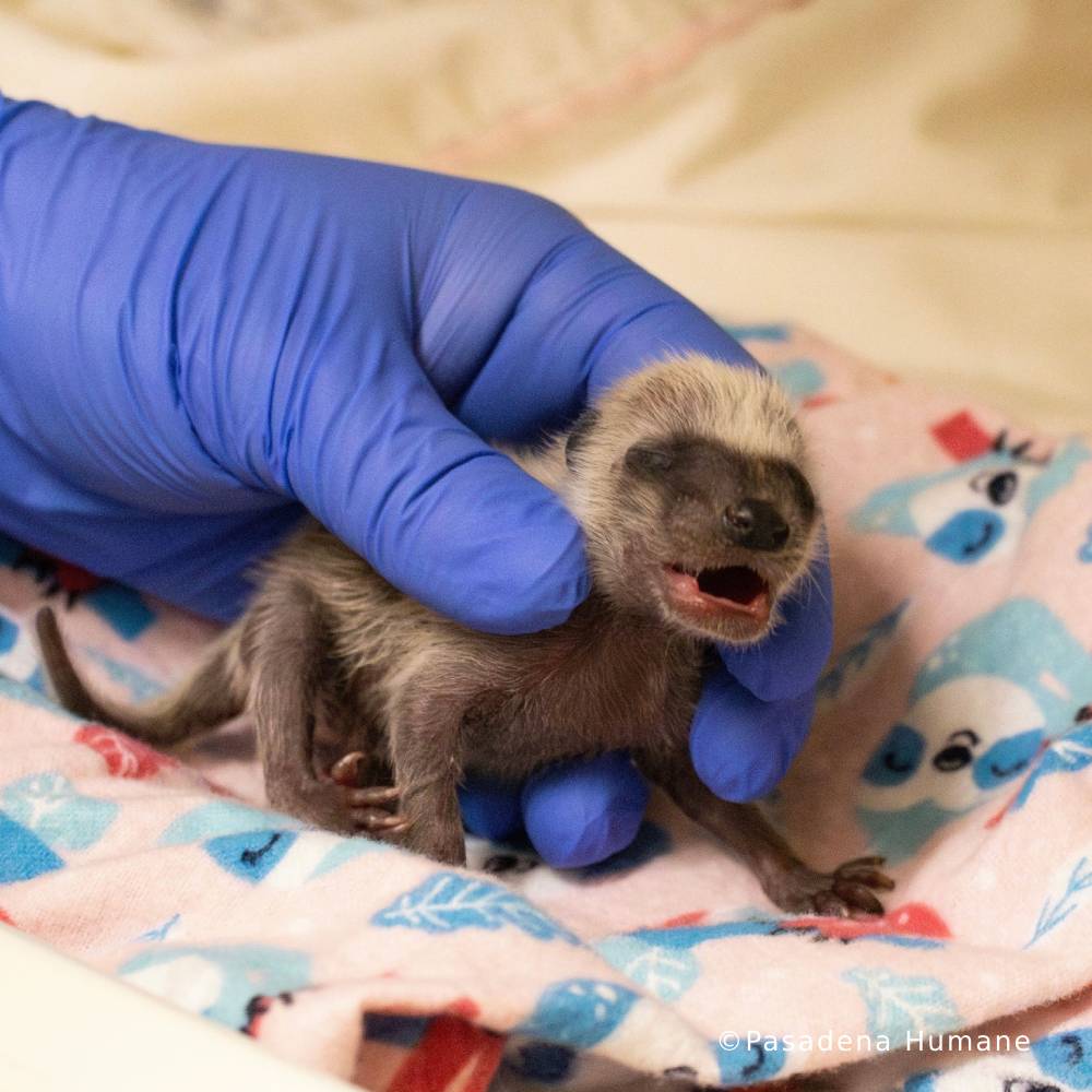 Help Provide Lifesaving Care to Orphaned and Injured Baby Wildlife