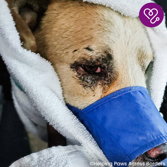 Support Bear as He Recovers From Severe Burns