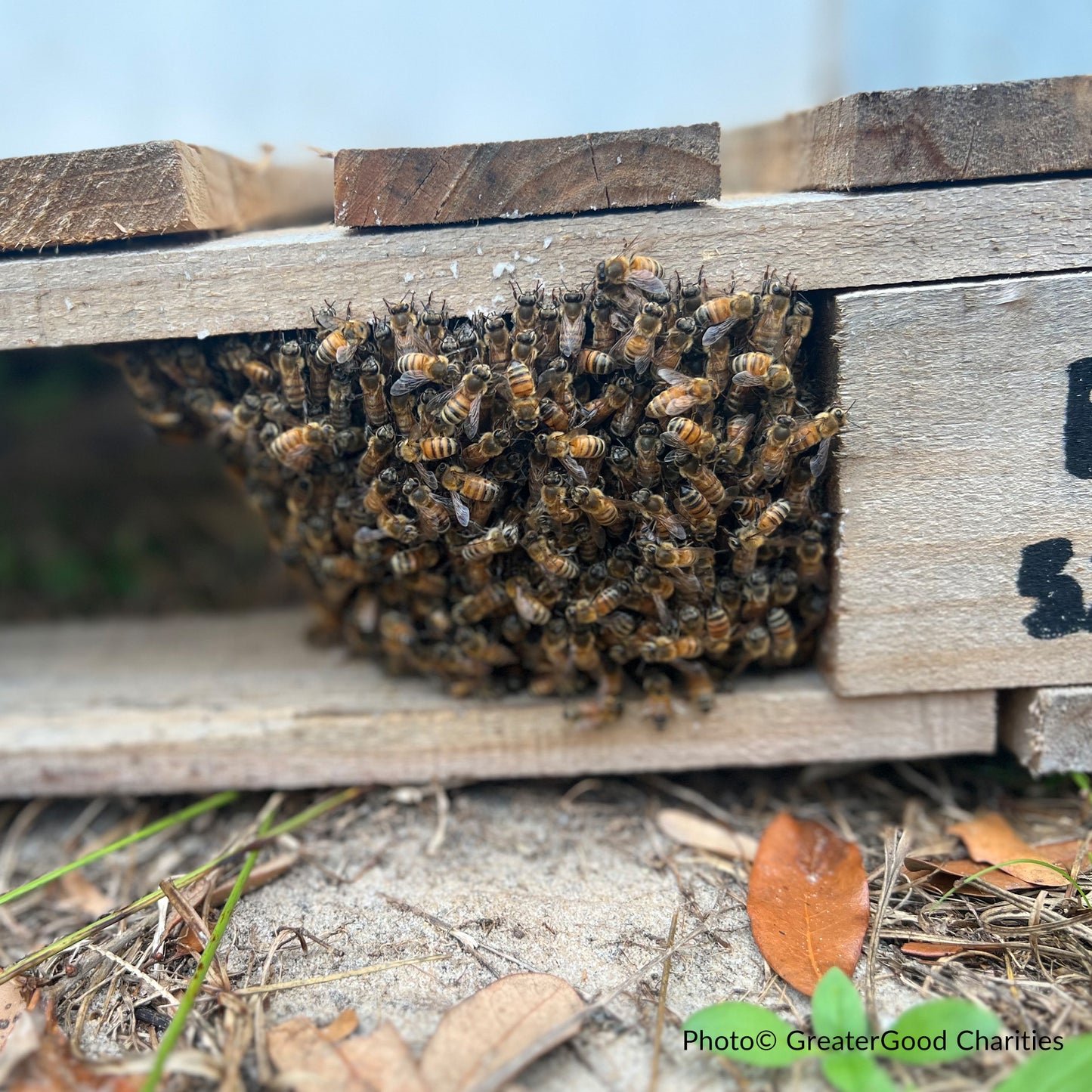 Project Peril: Help Feed Starving Bees