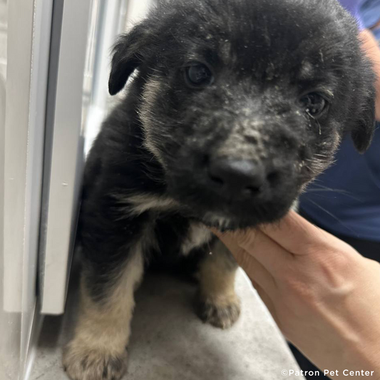 Help Malnourished Puppy Rescued From War Zone