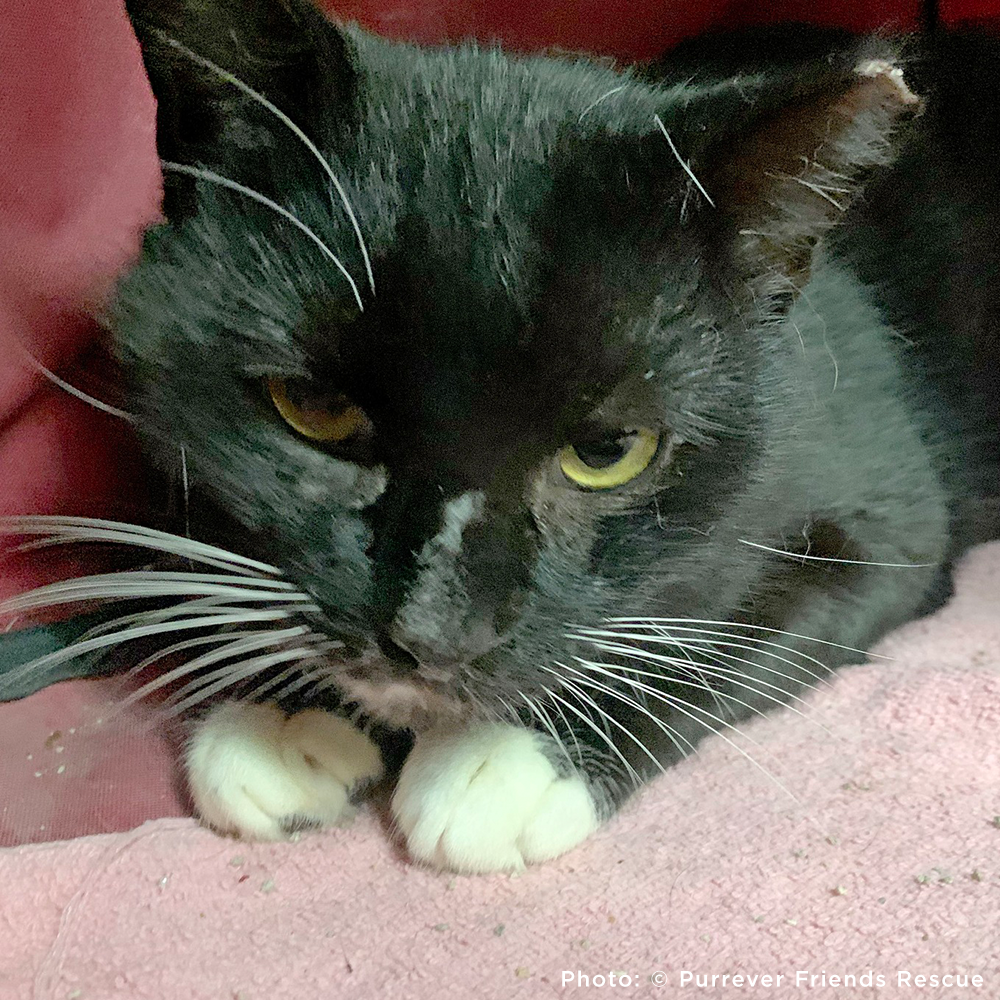 Funded: Help Checkers Overcome Severe Asthma
