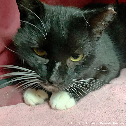 Funded: Help Checkers Overcome Severe Asthma