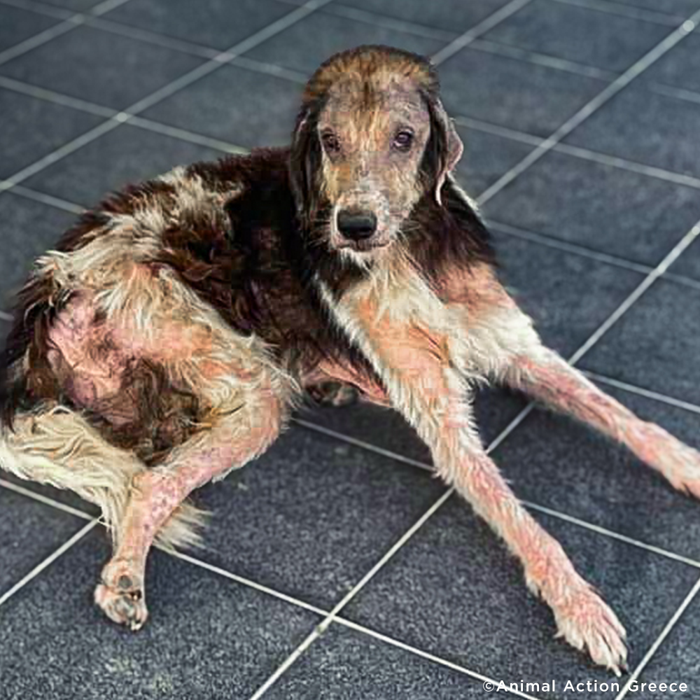 Funded: Heartworm-Positive Dog Found Starving At Dump Needs Us To Survive