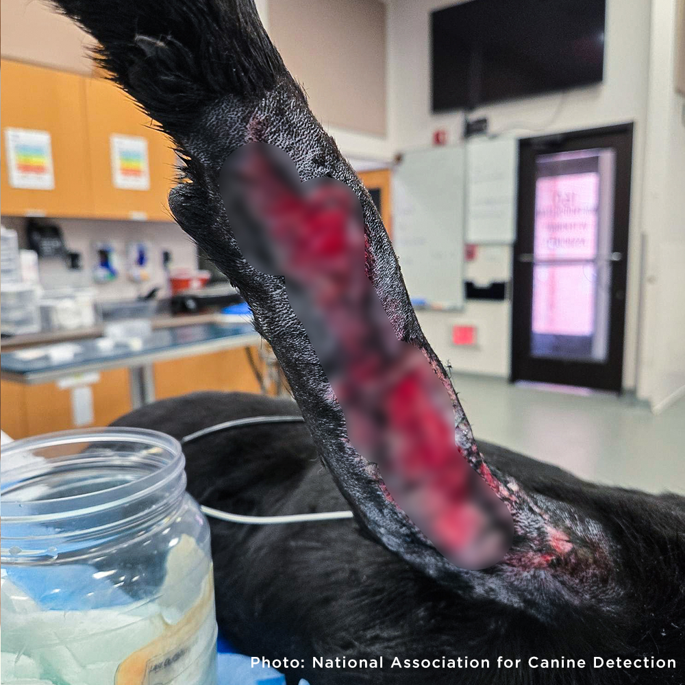 Funded: Service Dog in Training Severely Injures Leg and Needs Extensive Care to Heal