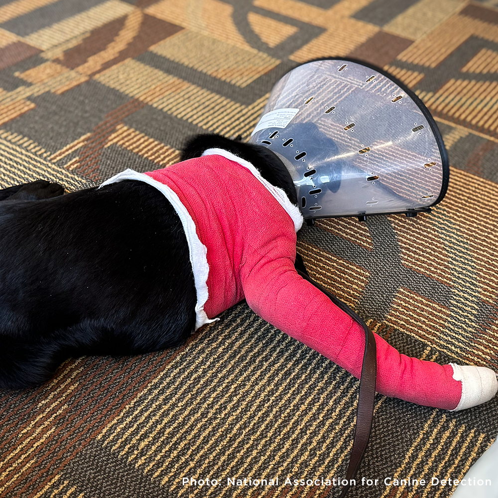 Funded: Service Dog in Training Severely Injures Leg and Needs Extensive Care to Heal