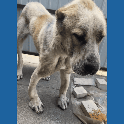 Funded: Emaciated Dog Found on War-Torn Streets Barely Able to Stand Needs Your Help