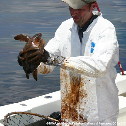 Federal Protections Gutted, Critically Endangered Species At Risk