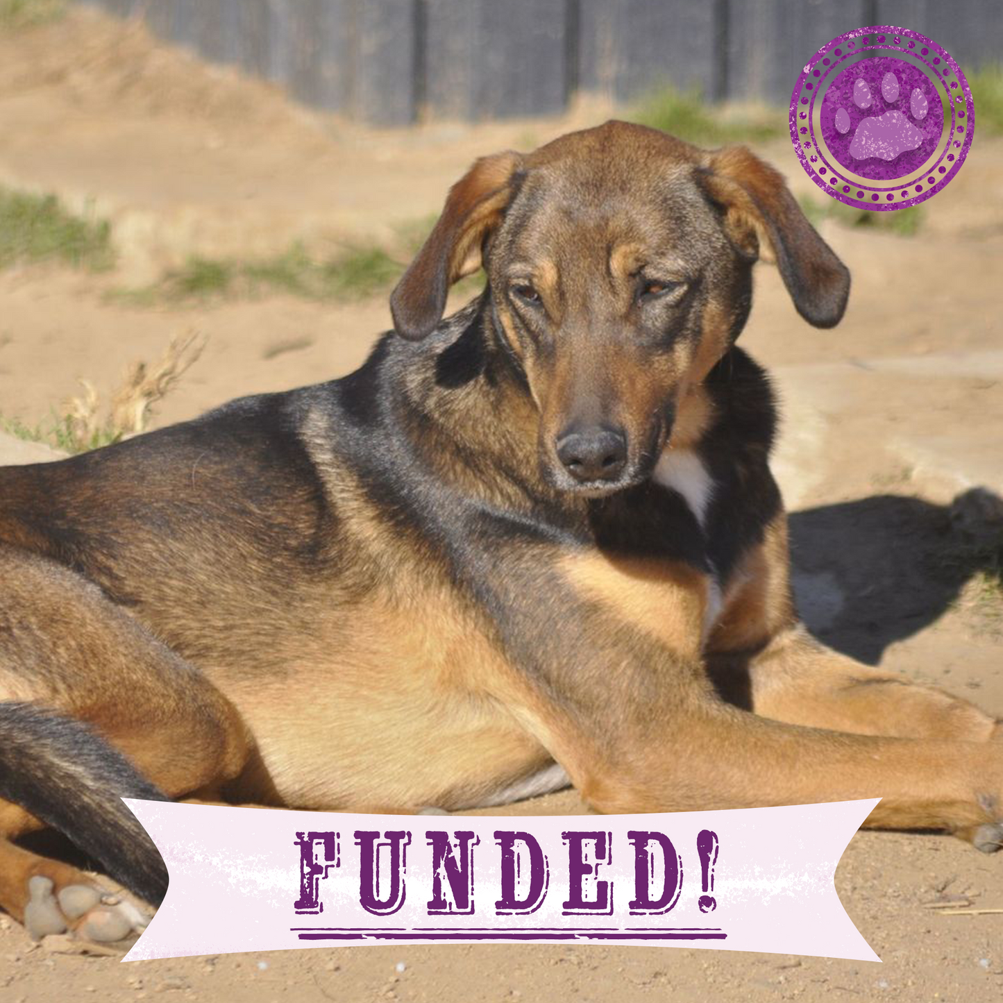 Funded: Help Severely Injured Dog With Rotting Wounds Keep Her Legs