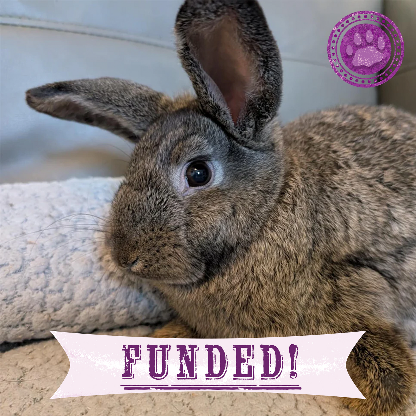 Funded: Help Baby Bunny with Injured Leg Get Care He Needs to Hop Again