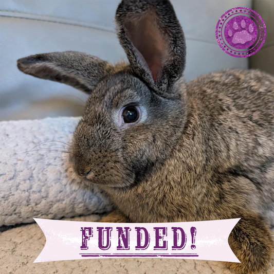 Funded: Help Baby Bunny with Injured Leg Get Care He Needs to Hop Again