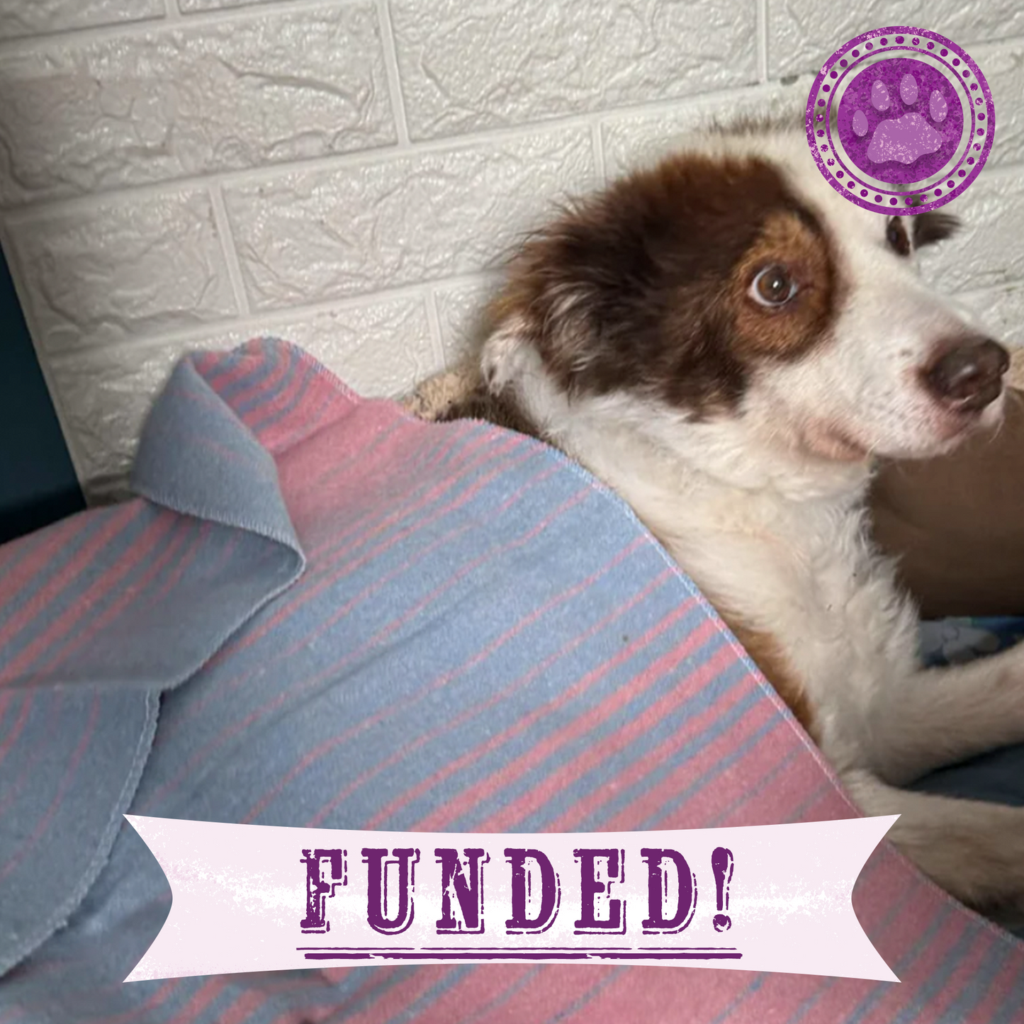 Funded: Help Boy With Two Broken Front Legs Heal