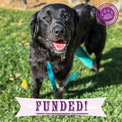 Funded: Braxon Was Found on Side of Road with Shattered Leg, Help Him Heal