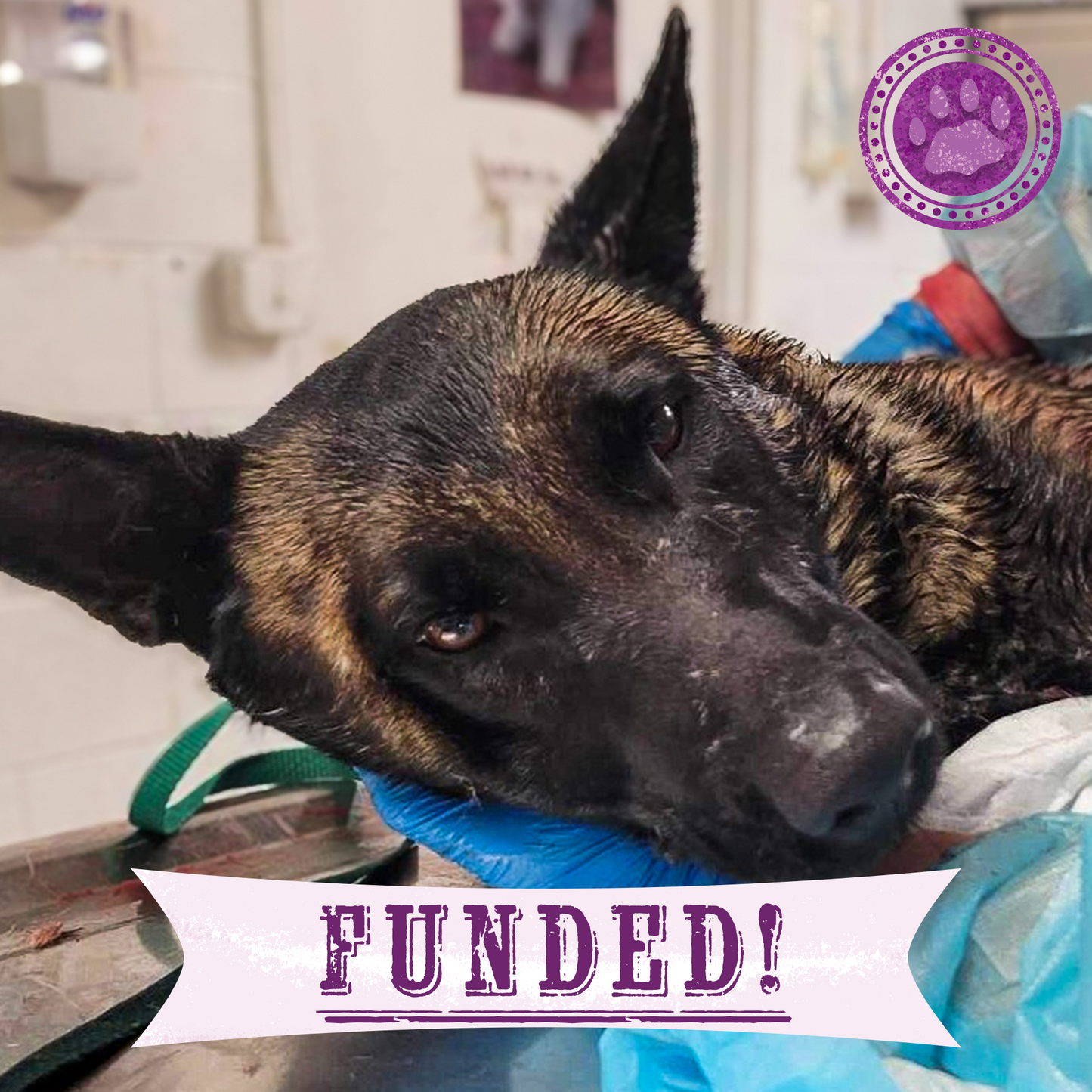 Funded: Help Callan Recover After Being Hit By A Car