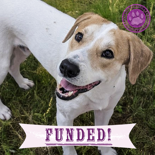 Funded: Help Injured & Malnourished Dogs Rescued from Hoarding Case Heal