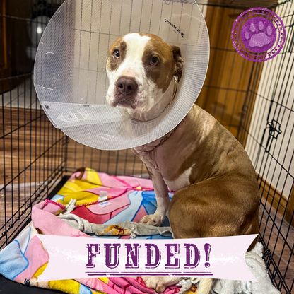 Funded: Badly Injured Chica Needs Surgery to Relieve Pain and Walk Again