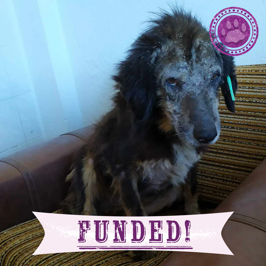 Funded: Help Emaciated Cosmo Regain His Strength