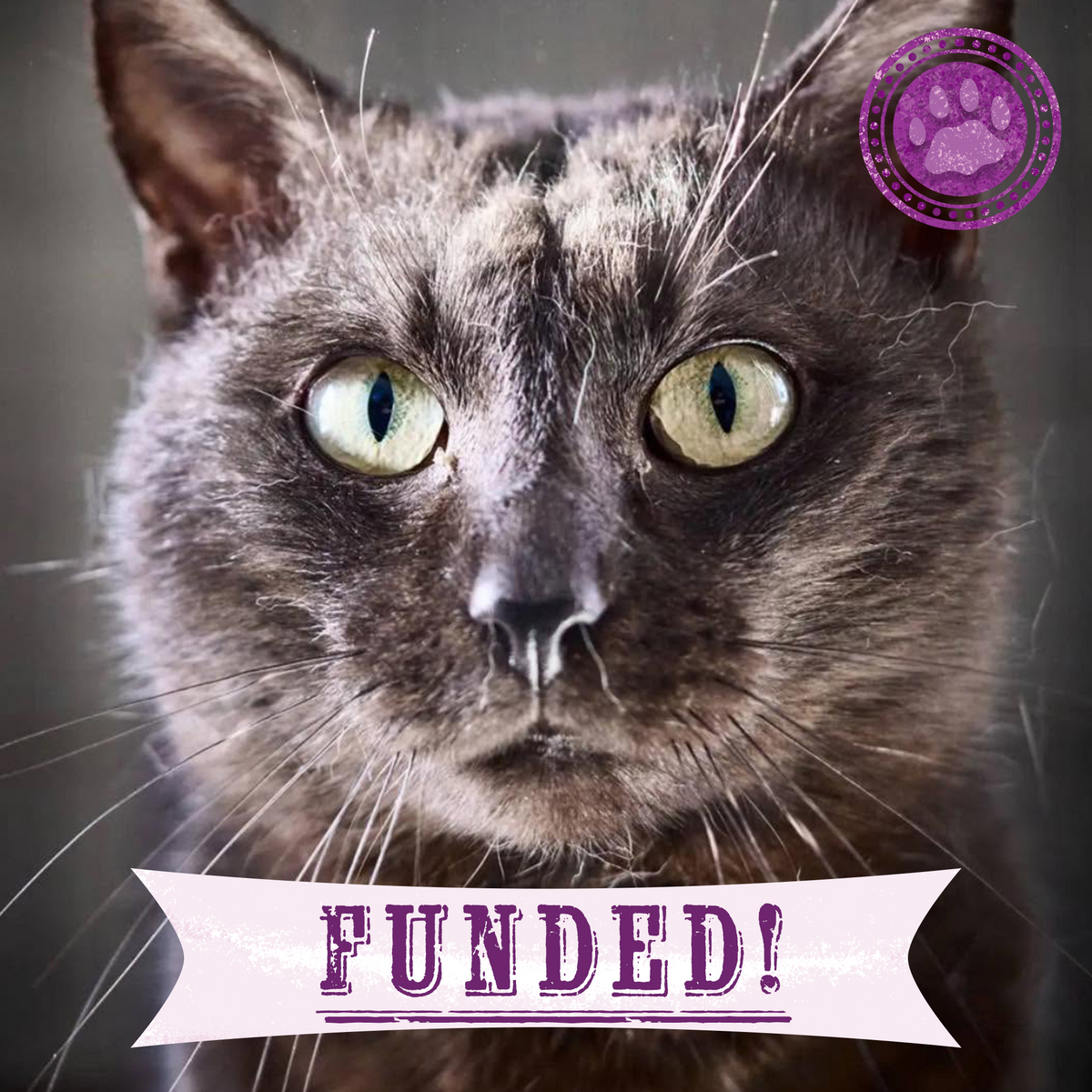 Funded: Traumatized Cats Need Help To Survive After Eye Surgery & Devastating Hit And Run