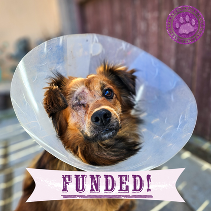 Funded: Support Desmond's Recovery After Traumatic Eye Injury