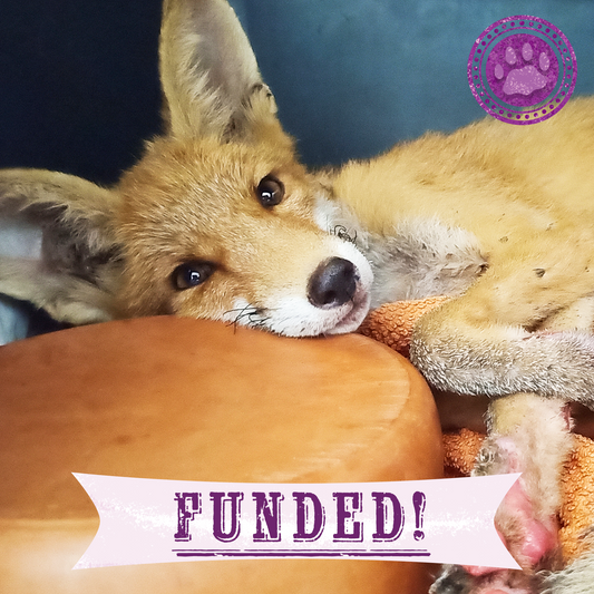 Funded: Young Fox with Burned Paws and Broken Leg Needs Urgent Care After Fleeing Wildfire