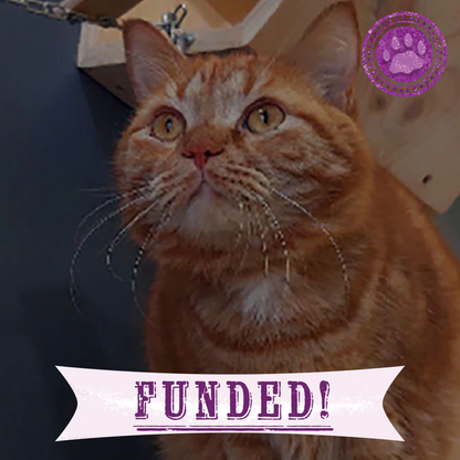 Funded: Help Garfield Recover from Life-Altering Surgery