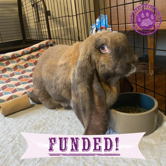 Funded: Help Gigi the Rabbit Heal