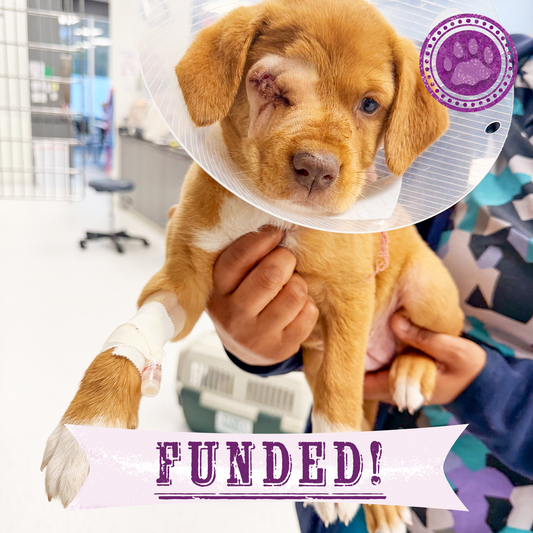 Funded: Grace Was Attacked by a Dog - Now She’s Fighting to Heal