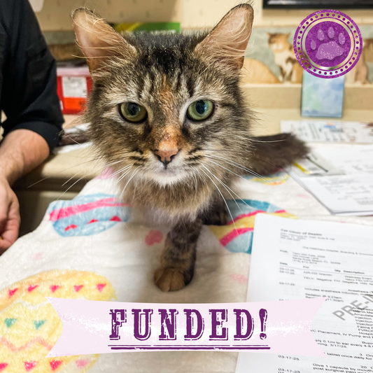 Funded: Cat Caught in Rusty Trap Needs Your Support to Walk Without Pain