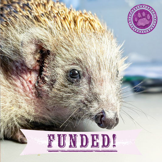 Funded: Sick, Vulnerable, and Fighting to Heal - Two Hedgehogs Need a Lifeline