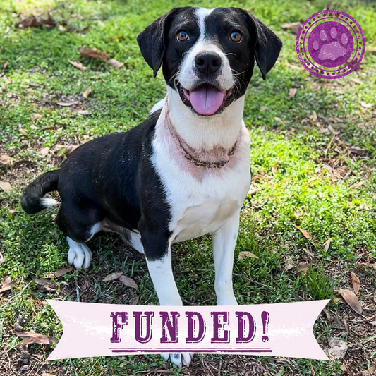 Funded: Embedded Collar Left Henry Injured and in Need of Treatment