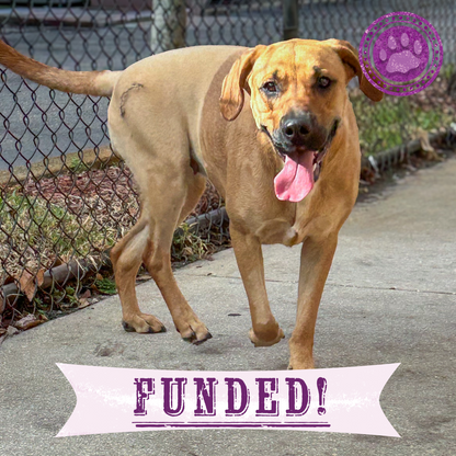 Funded: Pregnant Hope Was Struck by Car, Help Her Heal