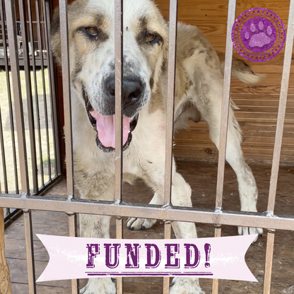 Funded: Emaciated Dog Found on War-Torn Streets Barely Able to Stand Needs Your Help