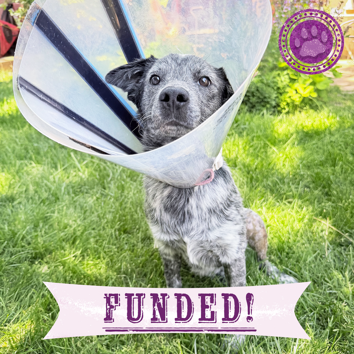 Funded: Jack Needs Urgent Care to Recover from a Vicious Attack