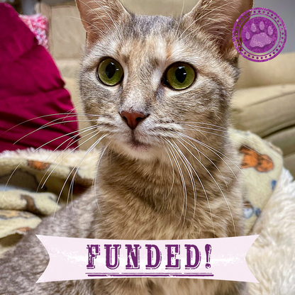 Funded: Cat Suffering from Infected Gunshot Wound Needs Your Help to Heal