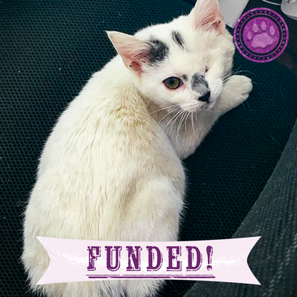 Funded: Kitten Near Death with Ruptured Eye Needs Your Support to Survive
