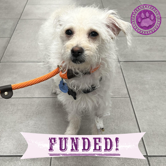 Funded: Help Jinx Heal After Kidney Infection