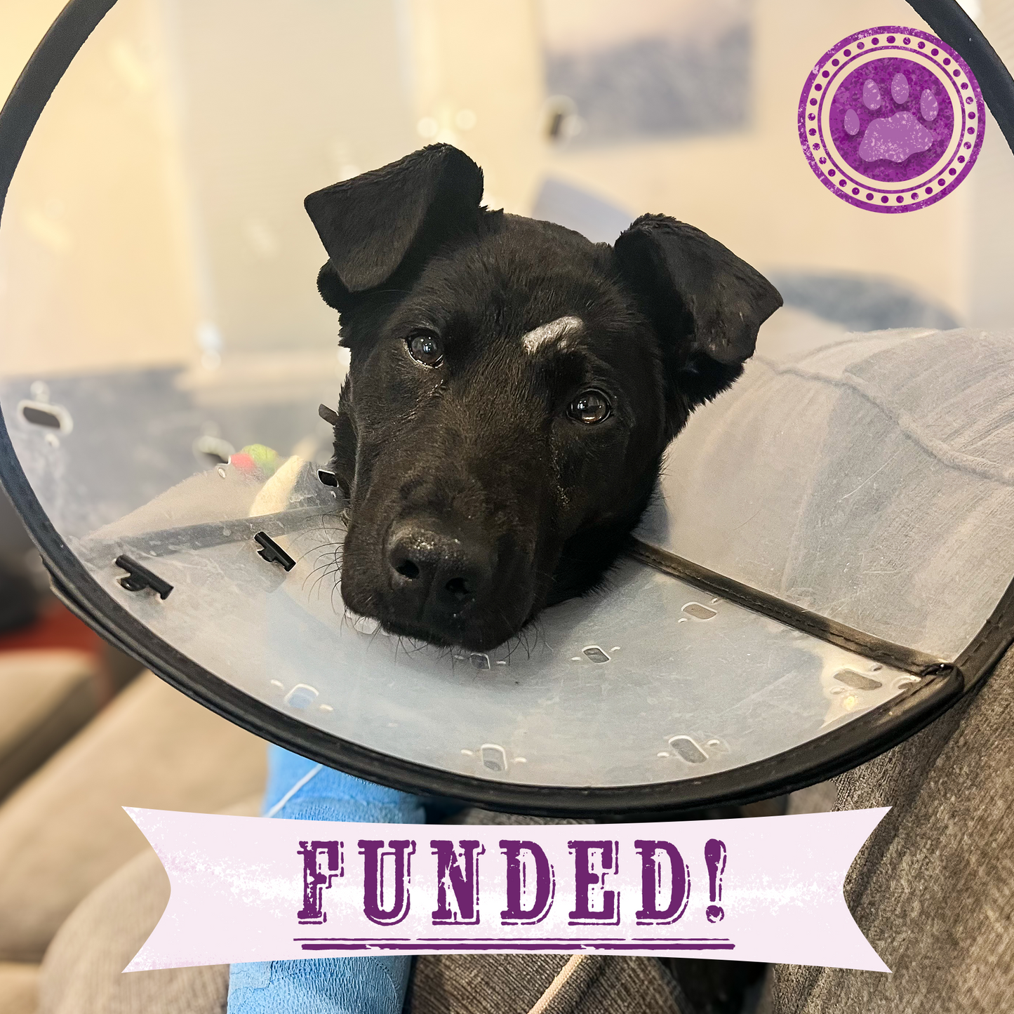 Funded: Service Dog in Training Severely Injures Leg and Needs Extensive Care to Heal