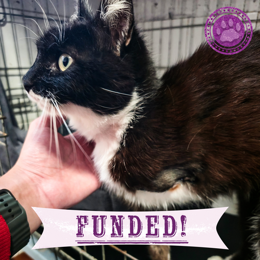 Funded: Help Save Cat Who Was Shot and Found Lying on Side of Road