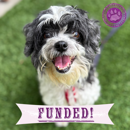 Funded: Lilo is Suffering with Painful Bladder Tear and Needs Life-Saving Procedure