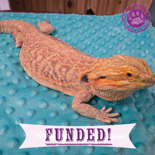 Funded: Lizzie the Lizard Needs Surgery to Remove Large Tumor