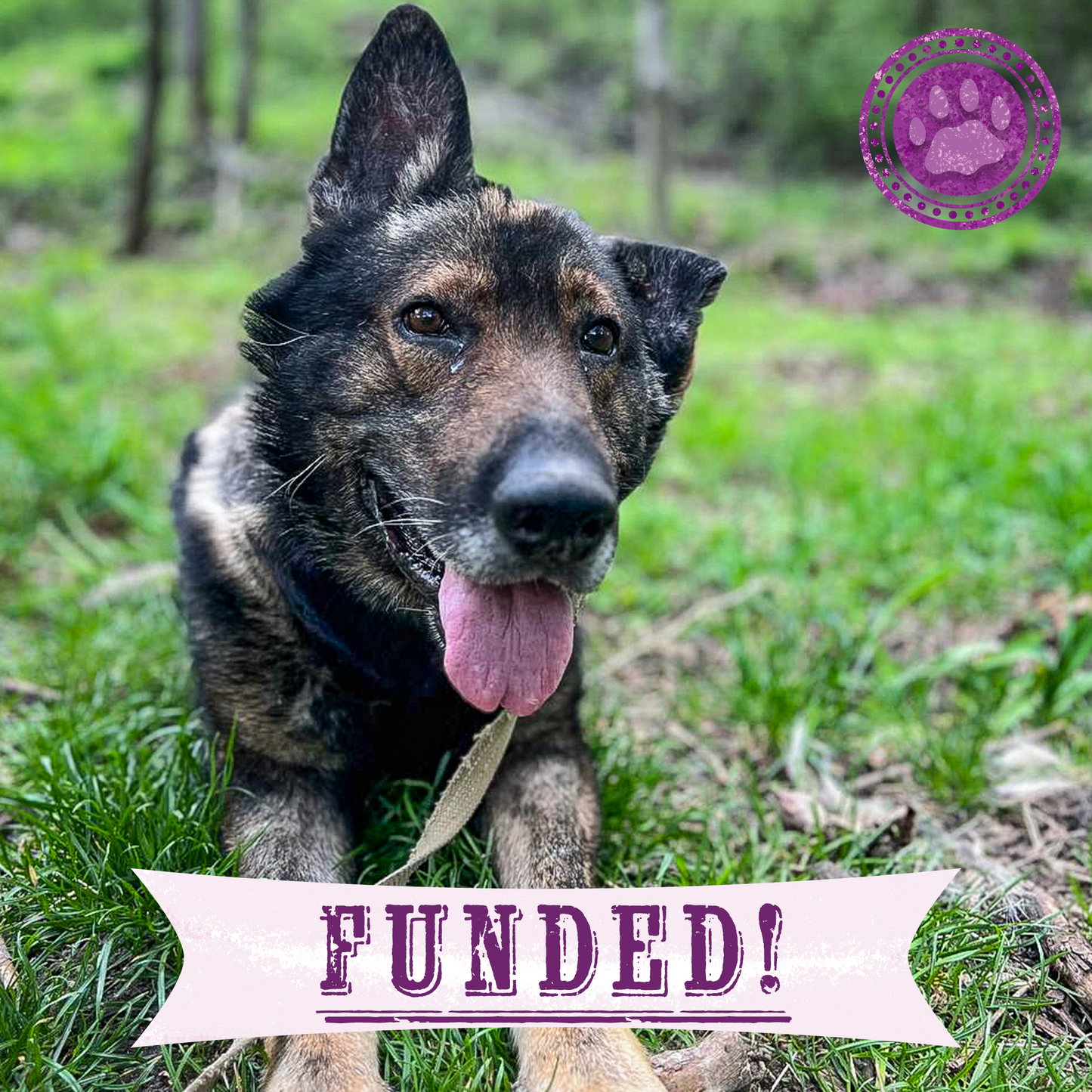 Funded: Severely Wounded Ukraine Dog Going Into Shock Needs Your Help to Survive