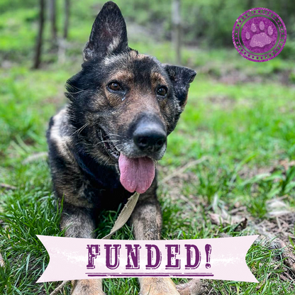 Funded: Severely Wounded Ukraine Dog Going Into Shock Needs Your Help to Survive