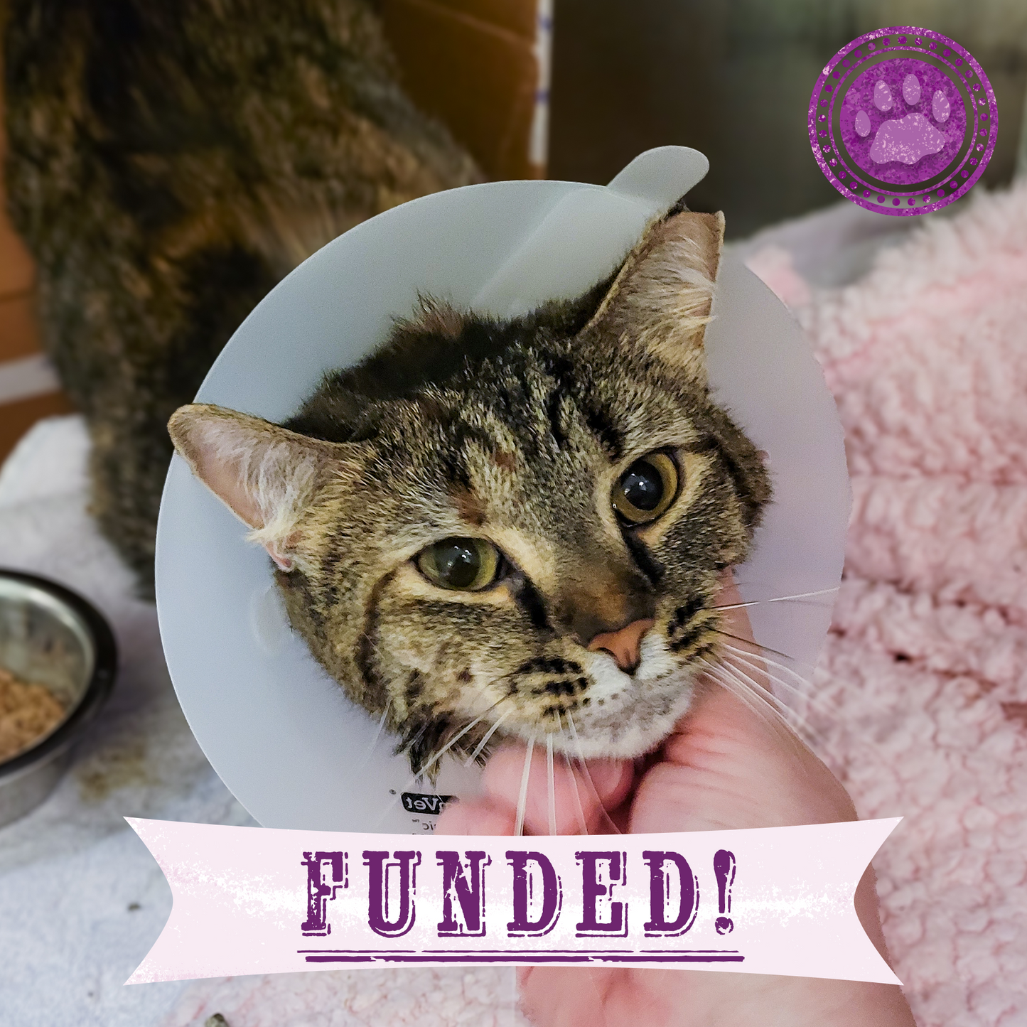 Funded: Mavis was Attacked and Needs Help to Heal