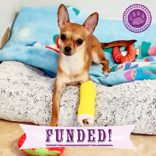 Funded: Melly’s Leg Is Shattered - She Needs Urgent Surgery to Walk Again