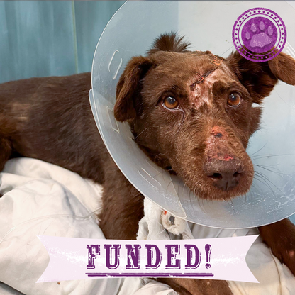 Funded: Mishka Needs Emergency Care for Severe Head Injury