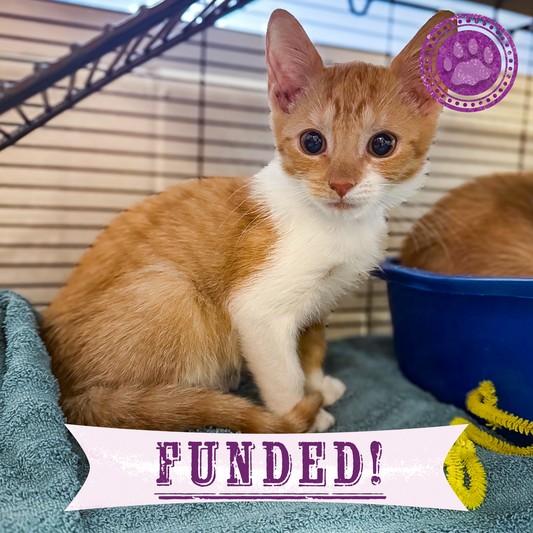 Funded: Help Over 50 Sick Cats Rescued from Deplorable Conditions Recover