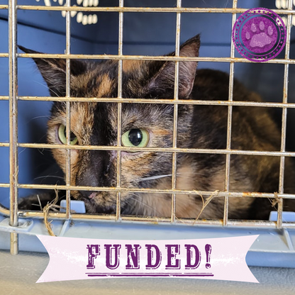 Funded: Help 20 Neglected Cats, Abandoned in Squalid House